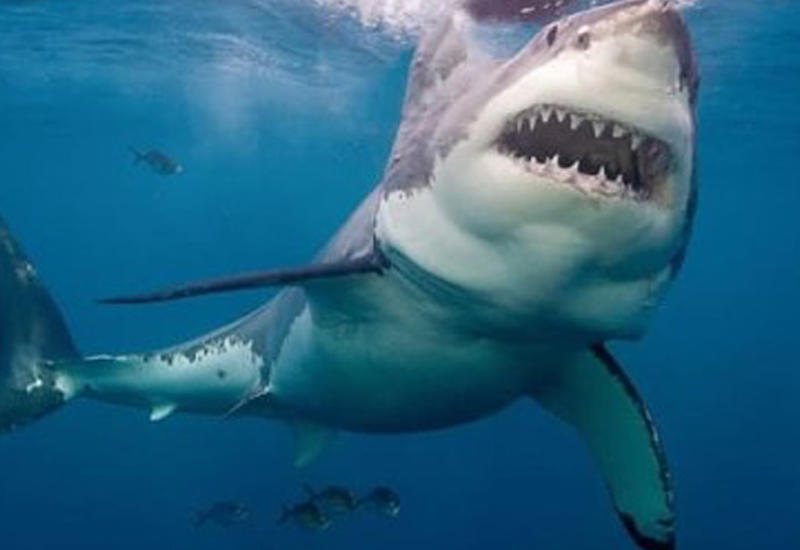 Дайверы сняли на камеры нападение большой белой акулы на маленькую