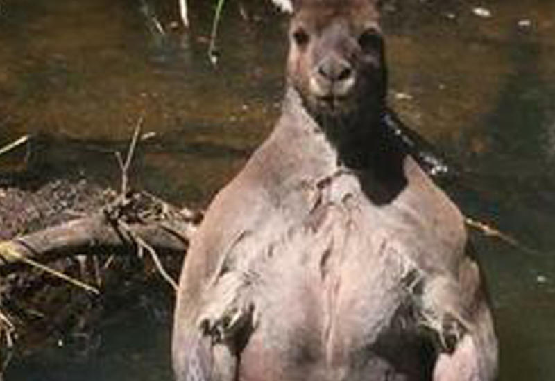Мускулистый кенгуру потряс Интернет невероятными формами
