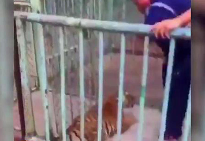 Тигренок взбесился в зоопарке после того, как его разлучили с мамой