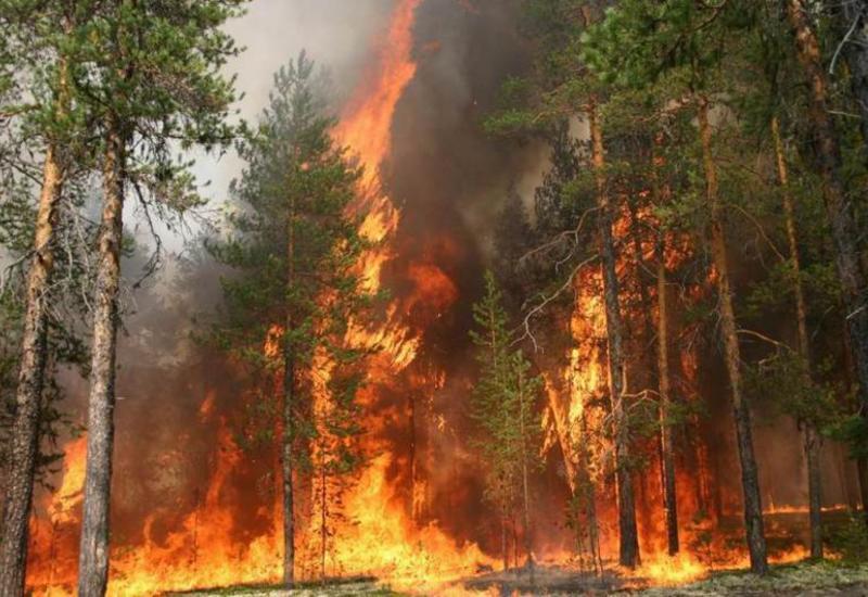 Лесные пожары в Калифорнии: погибли 36 человек
