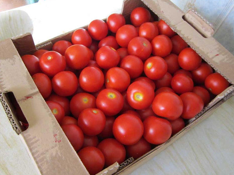 Еще пяти предприятиям из Азербайджана разрешили ввозить помидоры  в Россию