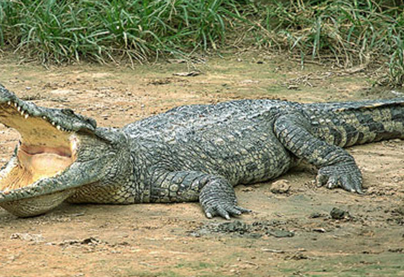 Разъяренный крокодил набросился на охотников