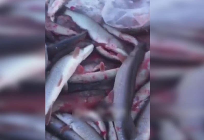 Рыбаки сняли на видео нереальный улов