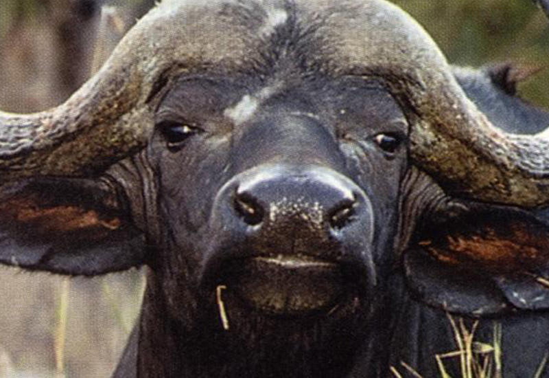 Разъяренный буйвол устроил погром в китайском магазине