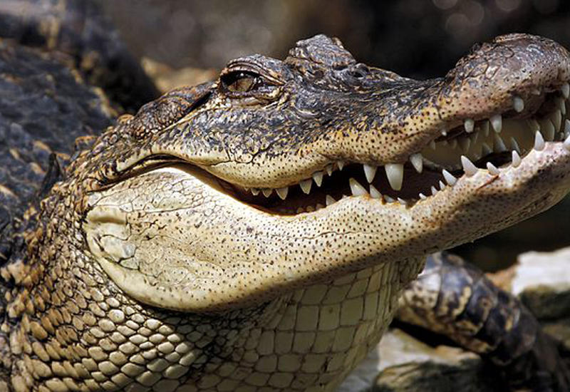 Забравшийся в дом 4-метровый крокодил навел ужас на его жильцов