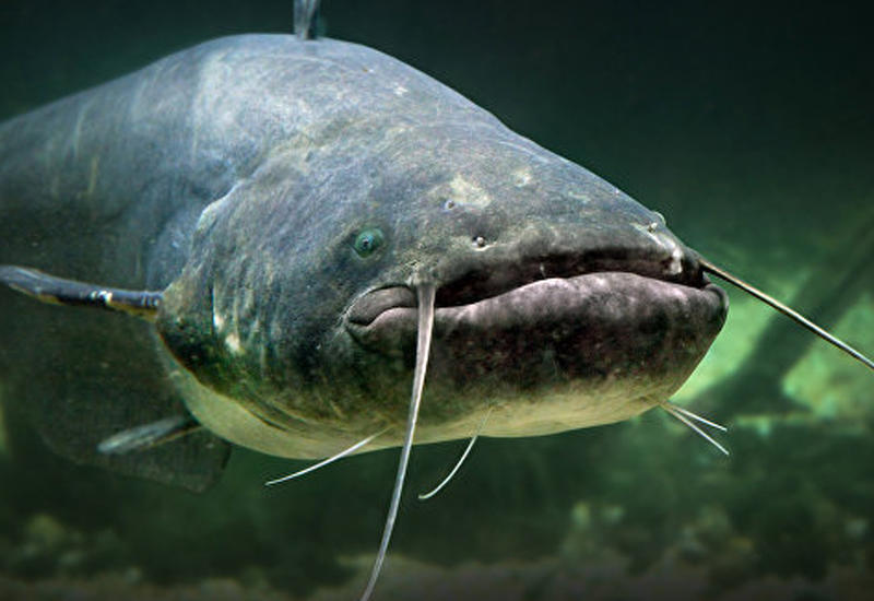 Американские ученые начали поиски неуловимой "рыбы-сатаны"