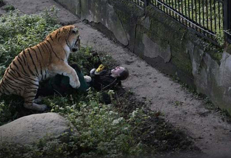 Тигр набросился на сотрудницу зоопарка