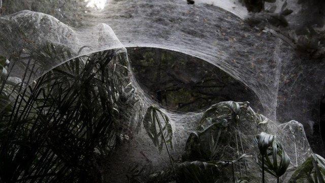 Страшное зрелище: миллионы пауков полностью окутали лес в Израиле