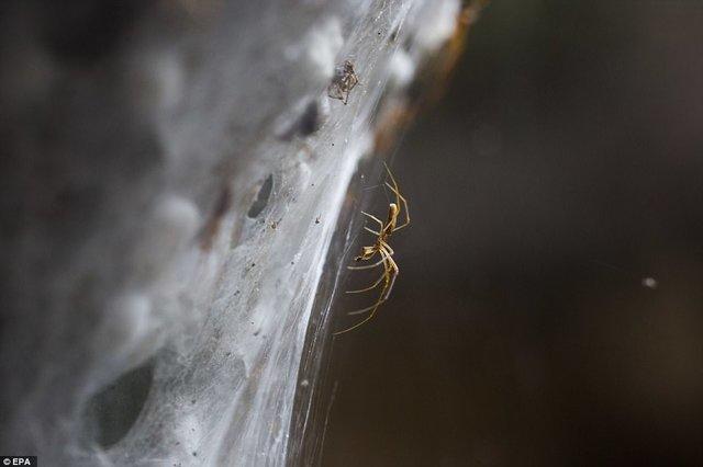 Страшное зрелище: миллионы пауков полностью окутали лес в Израиле
