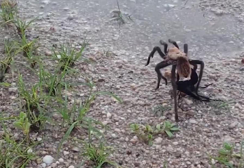 В сети появилось видео ожесточенной схватки тарантула и осы
