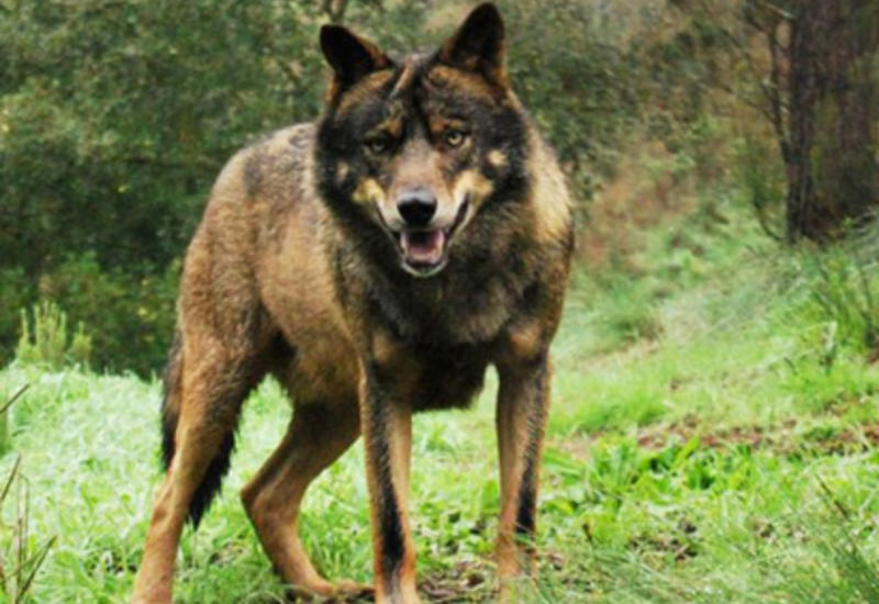 На улице в Тбилиси поймали волка