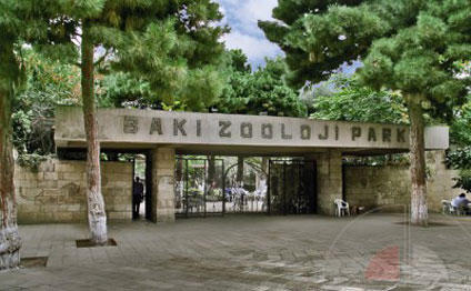 Bakı Zooparkında qış hazırlığı: meymunun qəfəsində kombi quraşdırılıb