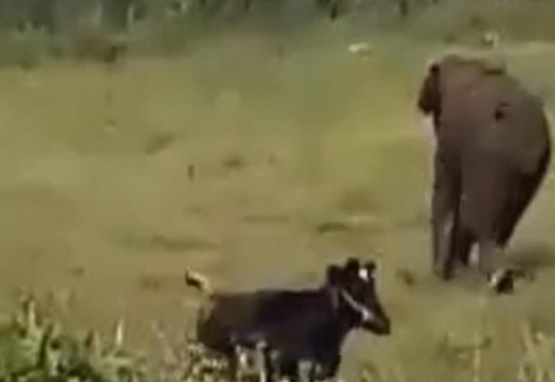Слон, напавший на стадо коров, отправил одну из них в нокаут