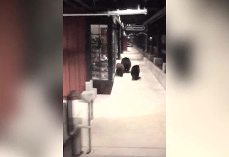 Торговый центр в Калифорнии посетили три медведя