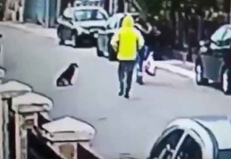 Уличный пес спас женщину от грабителя