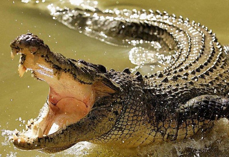 Крокодил утащил на дно озера американку, выгуливающую собак