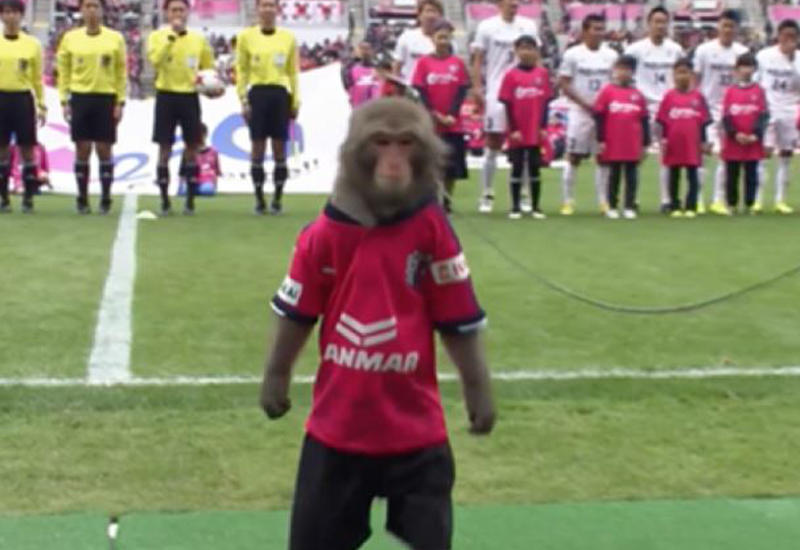 В Японии обезьяна помогла судье начать поединок