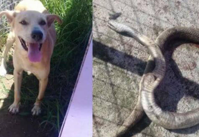 Собака погибла, спасая свою хозяйку от ядовитой змеи