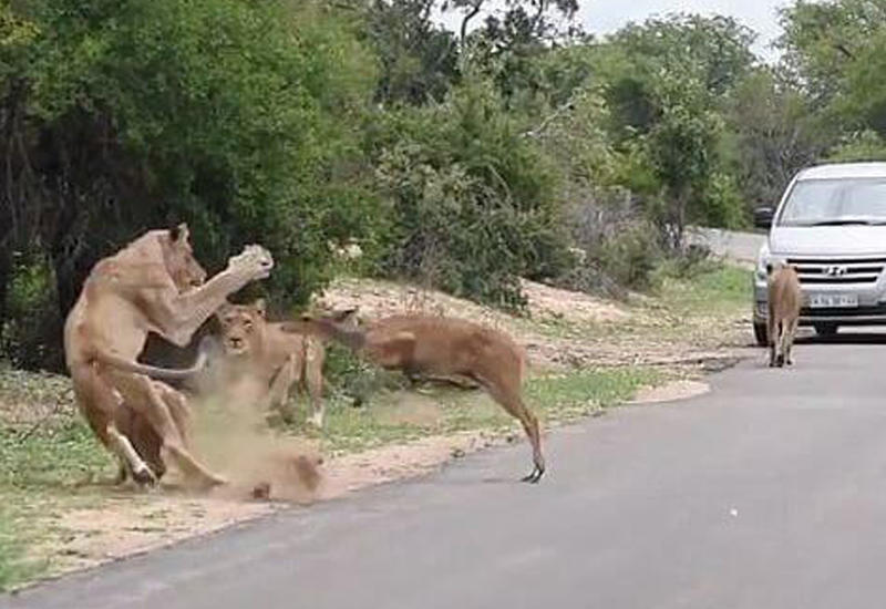 Антилопа совершила неудачную попытку перепрыгнуть через львов