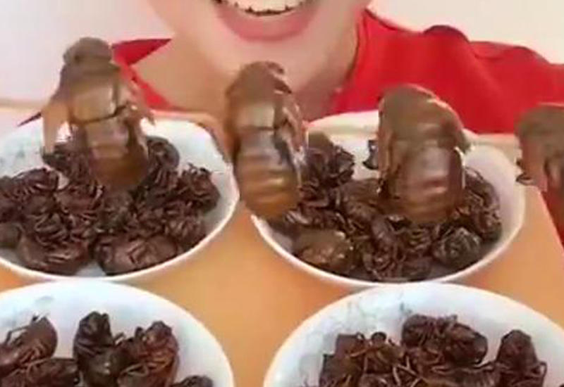 Милая китаянка с энтузиазмом ест насекомых