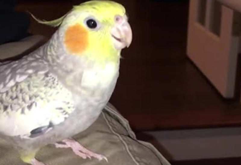 Тоскующий попугай научился изображать звук iPhone