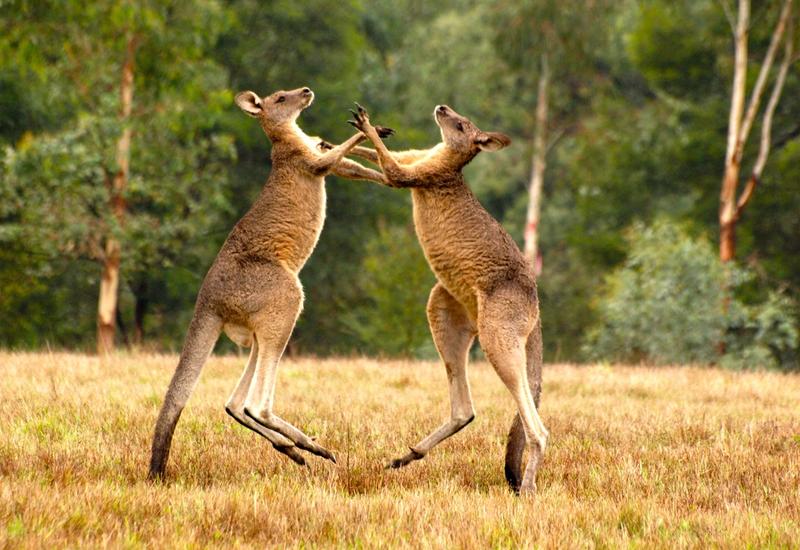 В Австралии мужчина "помирил" дерущихся кенгуру