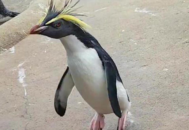 Жизнерадостный пингвин рассмешил соцсети