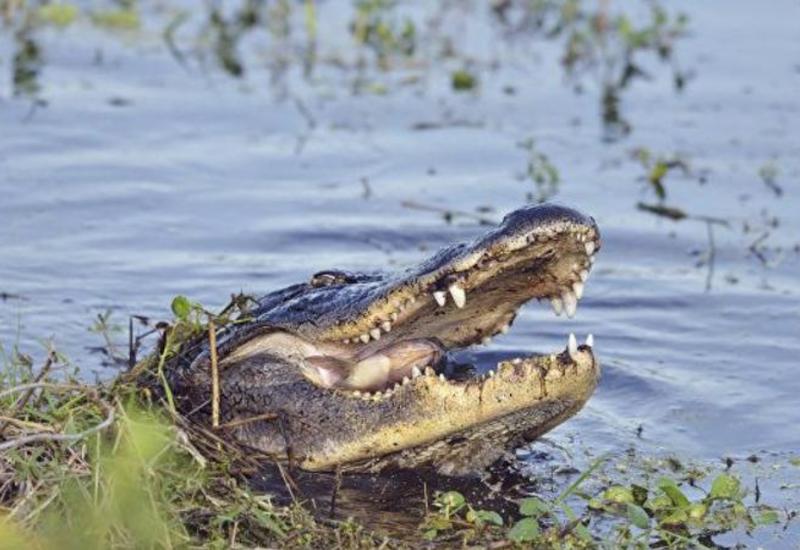 Интернет-пользователи не впечатлились размерами пойманного гигантского крокодила