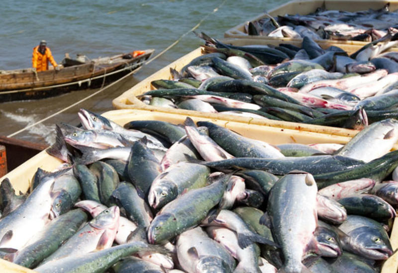 Азербайджан утвердил квоты на вылов рыбы