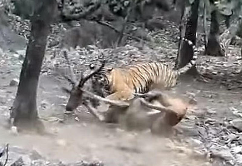 Редкие кадры тигра, скачущего на олене
