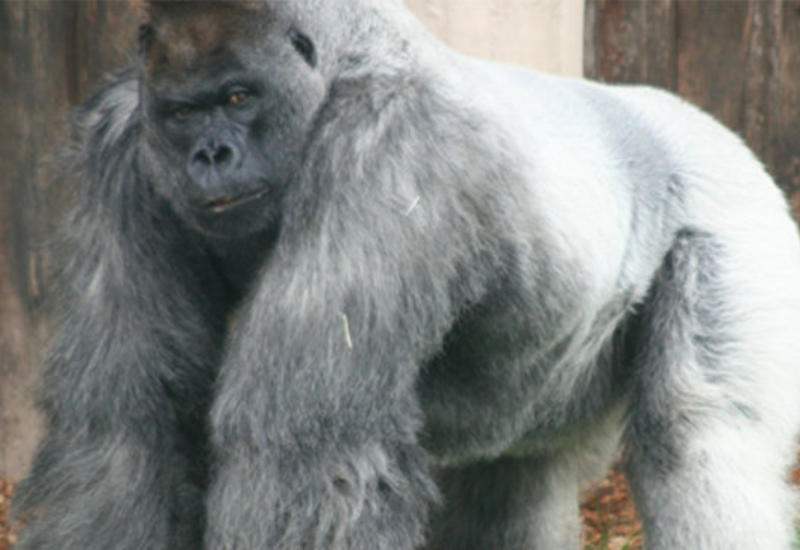 В английском сафари-парке умерла горилла в почтенном возрасте
