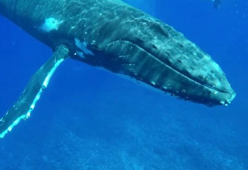 Горбатый кит защитил женщину от акулы