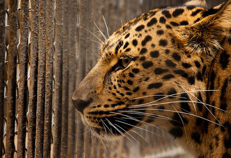 Схватка двух леопардов попала на камеры