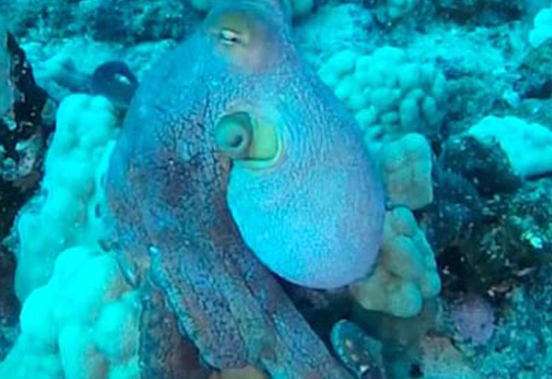 Попытавшись спрятаться от аквалангиста, осьминог показал невероятное шоу