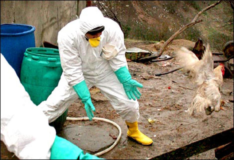 Вспышка птичьего гриппа в Японии, уничтожены десятки тысяч кур