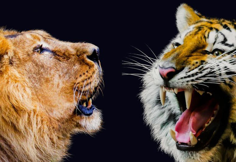 Тигр и львица напали на лошадь на арене китайского цирка