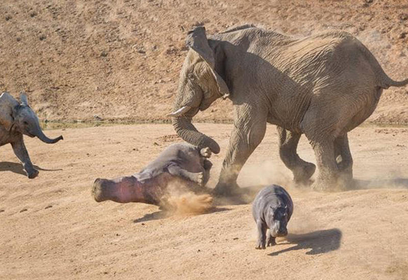 Разъяренная слониха избила хоботом бегемотов, защищая детеныша