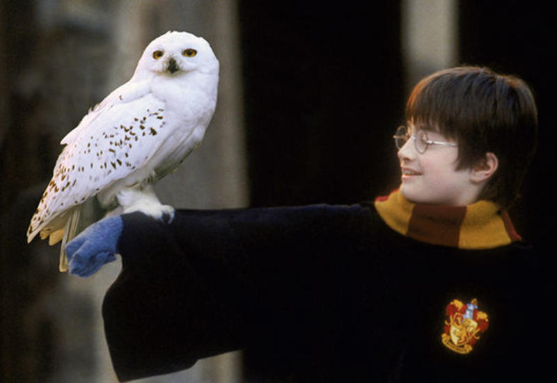 В Британии украли редкое издание «Гарри Поттера» за £40 тысяч