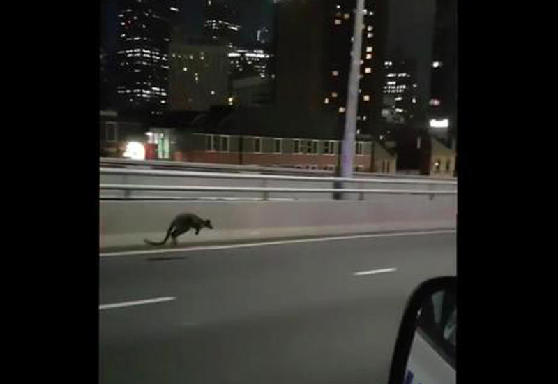 Полицейские устроили погоню за кенгуру по трассе