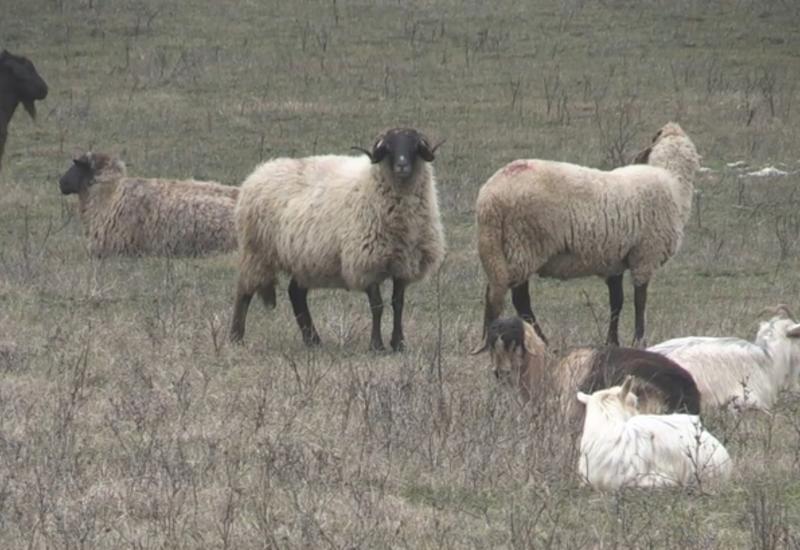 Румынские овцы "угрожают" американским ПРО