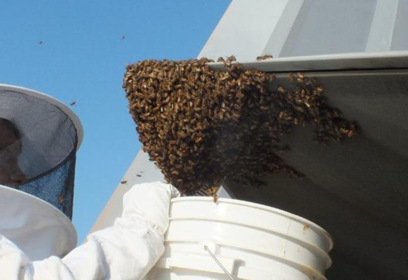 В США неизвестные убили множество российских пчел