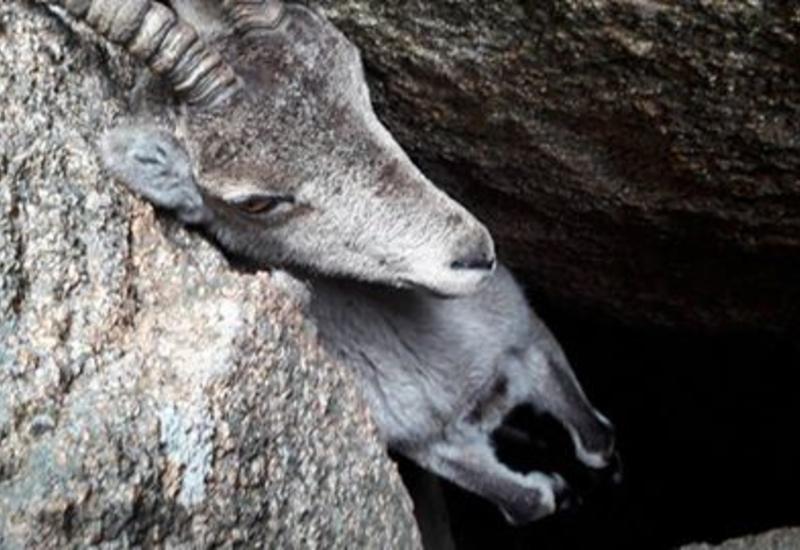 Испанские экологи спасли горного козла, застрявшего головой в скале