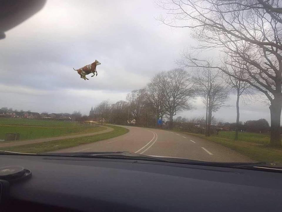 Niderlandda uçan inək göründü