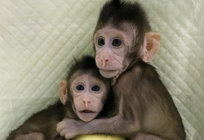 Ученые впервые клонировали обезьян