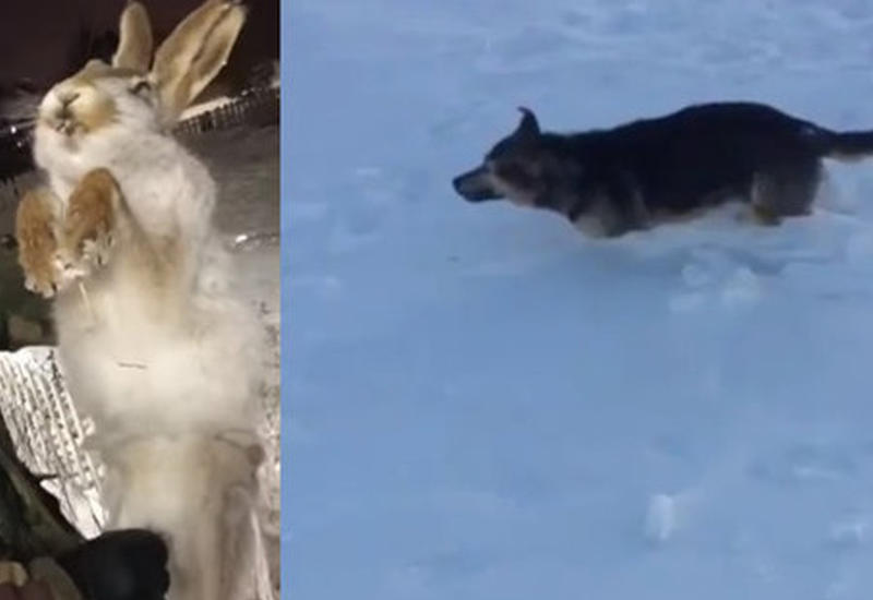 Лютый мороз в Казахстане убивает животных на ходу