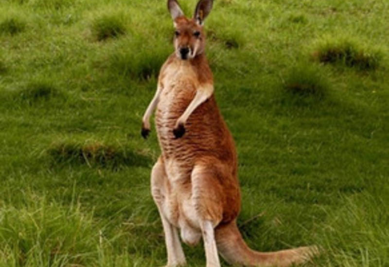 В Австралии кенгуру на лету сбил велосипедистку