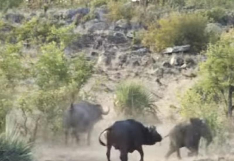 Стадо буйволов отбило слоненка у львов