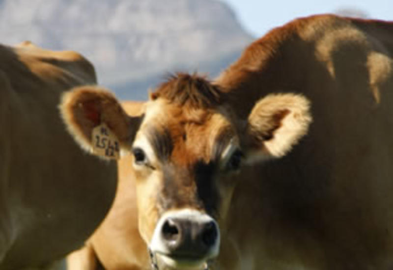 В ЮАР 60 человек отравились, попробовав мясо укушенной коброй коровы