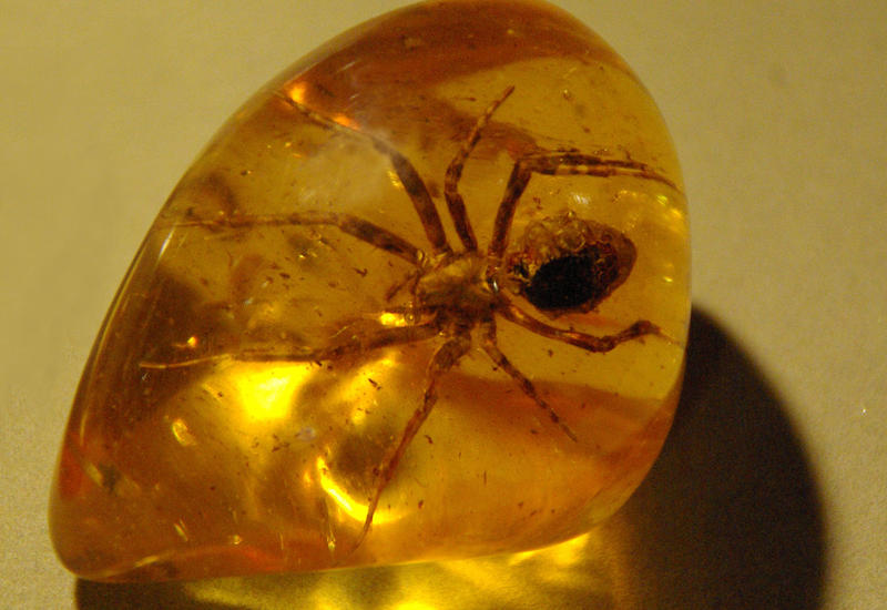 Ученые нашли в янтаре ископаемый вид пауков