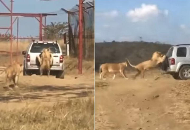 Лев зацепился за едущий внедорожник в южноафриканском парке дикой природы